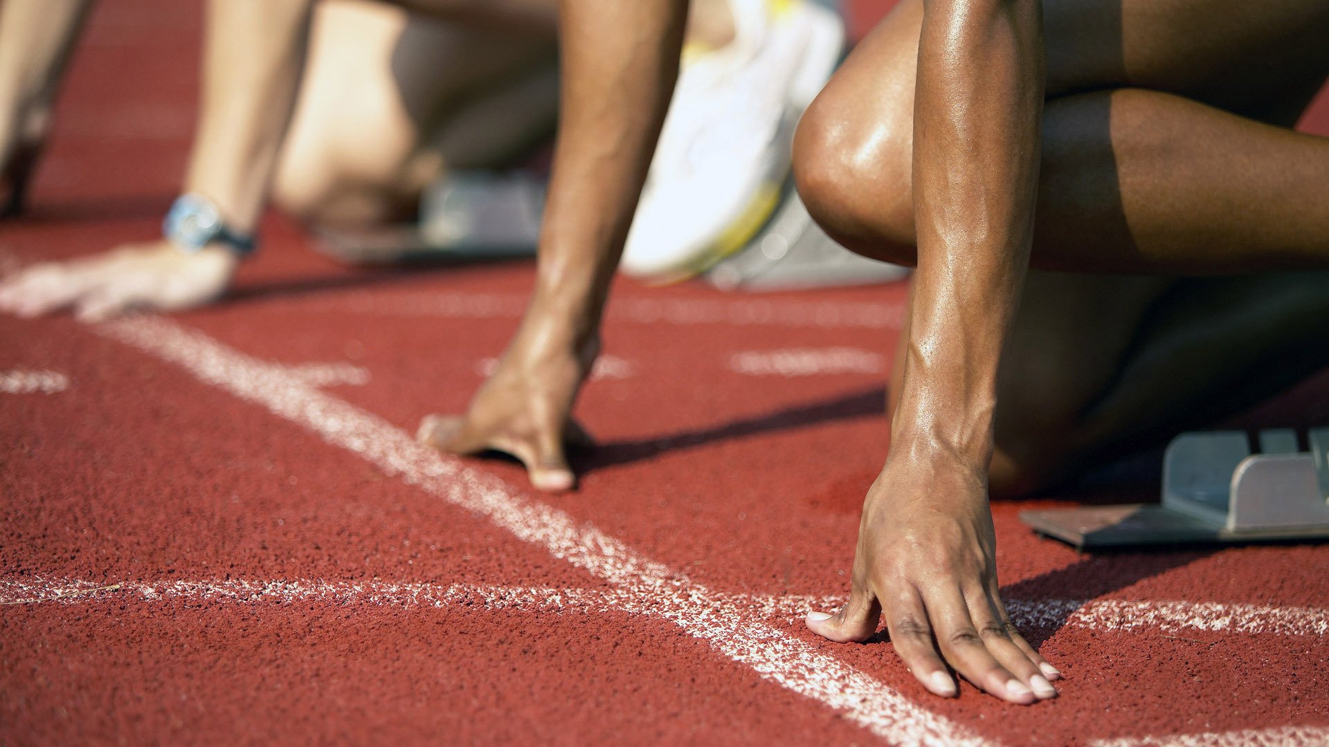 荷兰马术协会建立马匹基因数据库，促进马匹选育与训练。，荷兰马长什么样